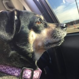 Chronicles of a Pick-me